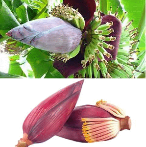Banana Blossom