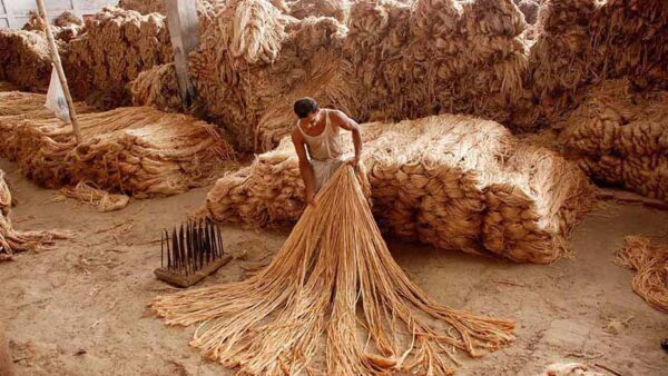 Raw Jute