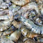 Frozen Shrimp