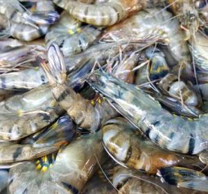 Frozen Shrimp
