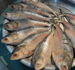Hilsa Fish (Ilish)