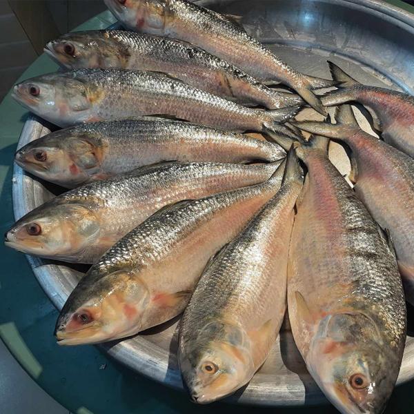 Fishery & Marine Items